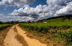 Burgundy & Willamette Valley Tasting